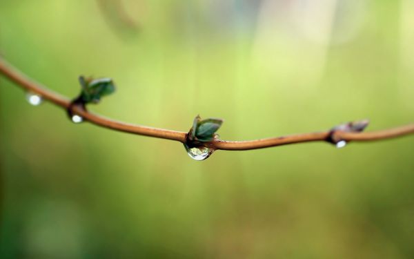 natur,växter,fotografi,vattendroppar,makro,gren