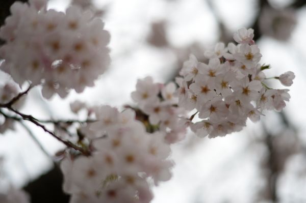 Japon,blanc,aliments,branche,fleur de cerisier,Nikon