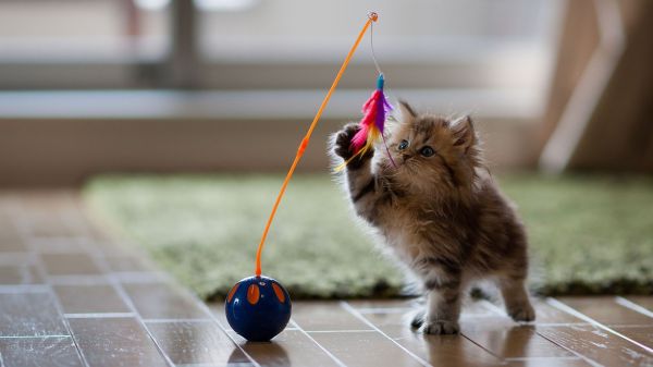 animals,depth of field,nature,cat,toys,wooden surface