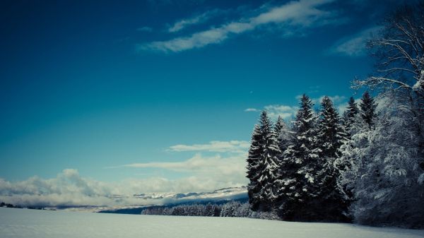 snow, height, mountains, trees, winter, glade