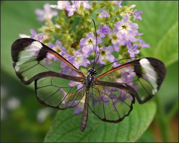 macro, fluture, insectă, tropical, Venezuela, policrom