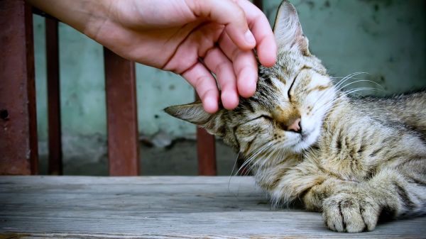 3840x2160 px,Katzen,Tiere,Hand,Haustiere,Spielen