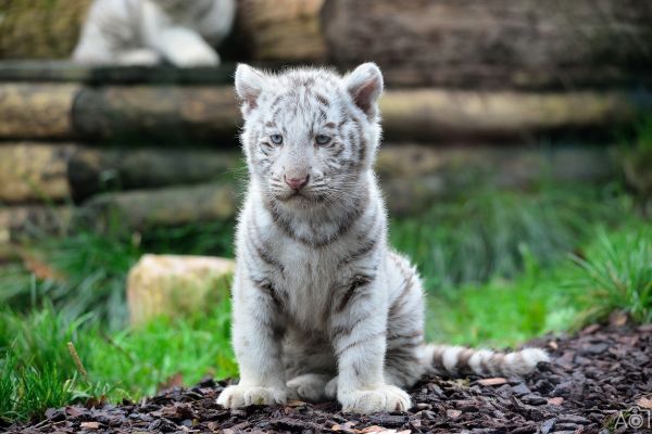 2048x1367 px,chat,adorable,bébé,lionceau,museau