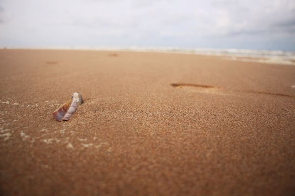 mare,sabbia,spiaggia,orizzonte,mare del Nord,deserto