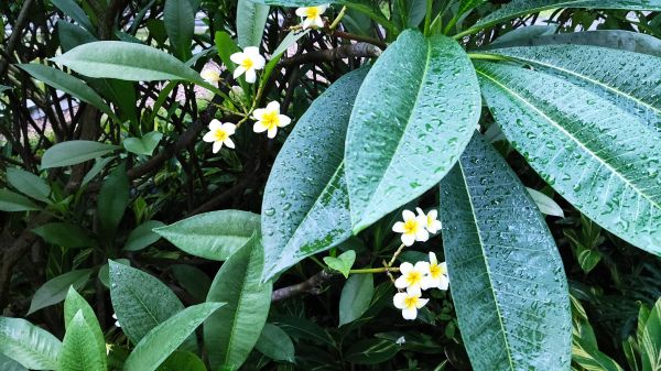 厂,花,叶,植物学,terrestrial plant,花瓣