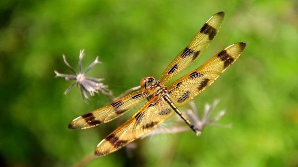 natur,gress,fotografering,insekt,flying,dragonfly