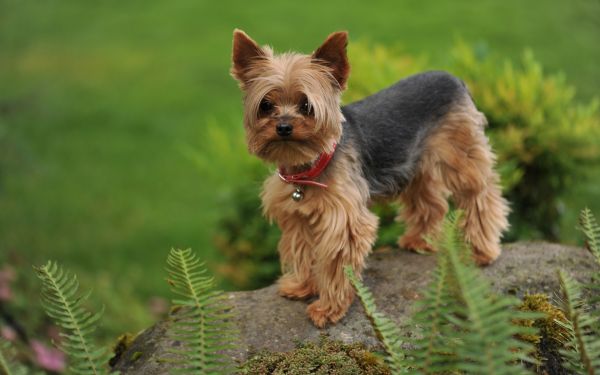 Flores,terrier,Yorkshire,1920x1201 px