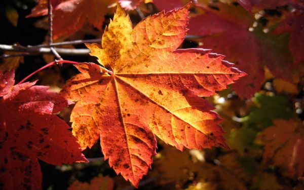 vallen, bladeren, natuur, rood, planten, fotografie