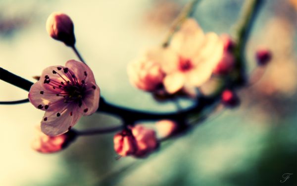 röd,mat,blommor,natur,fotografi,makro