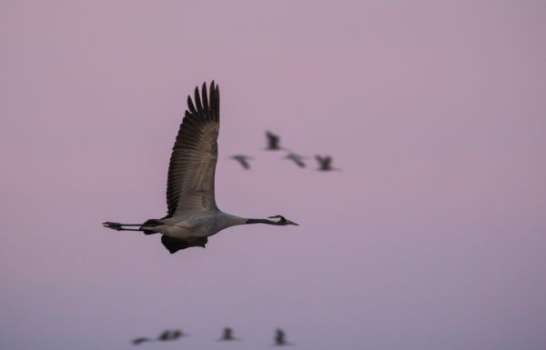 lever du soleil,Vol,oiseau,grue,F gel,Solution