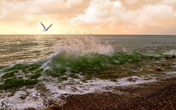 sea,waves,Surf,seagulls,sky