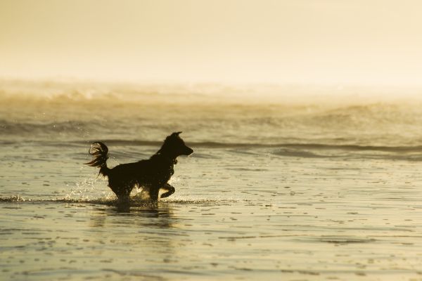 Pôr do sol,Brasil,dom,Califórnia,cachorro,França