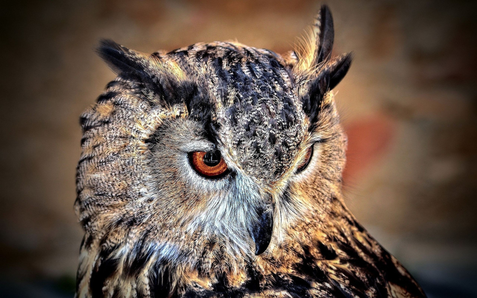 uccelli, fotografia, natura, uccello rapace, gufo, becco, uccello, ala, fauna, 2560x1600 px, vertebrato, avvicinamento, fotografia macro