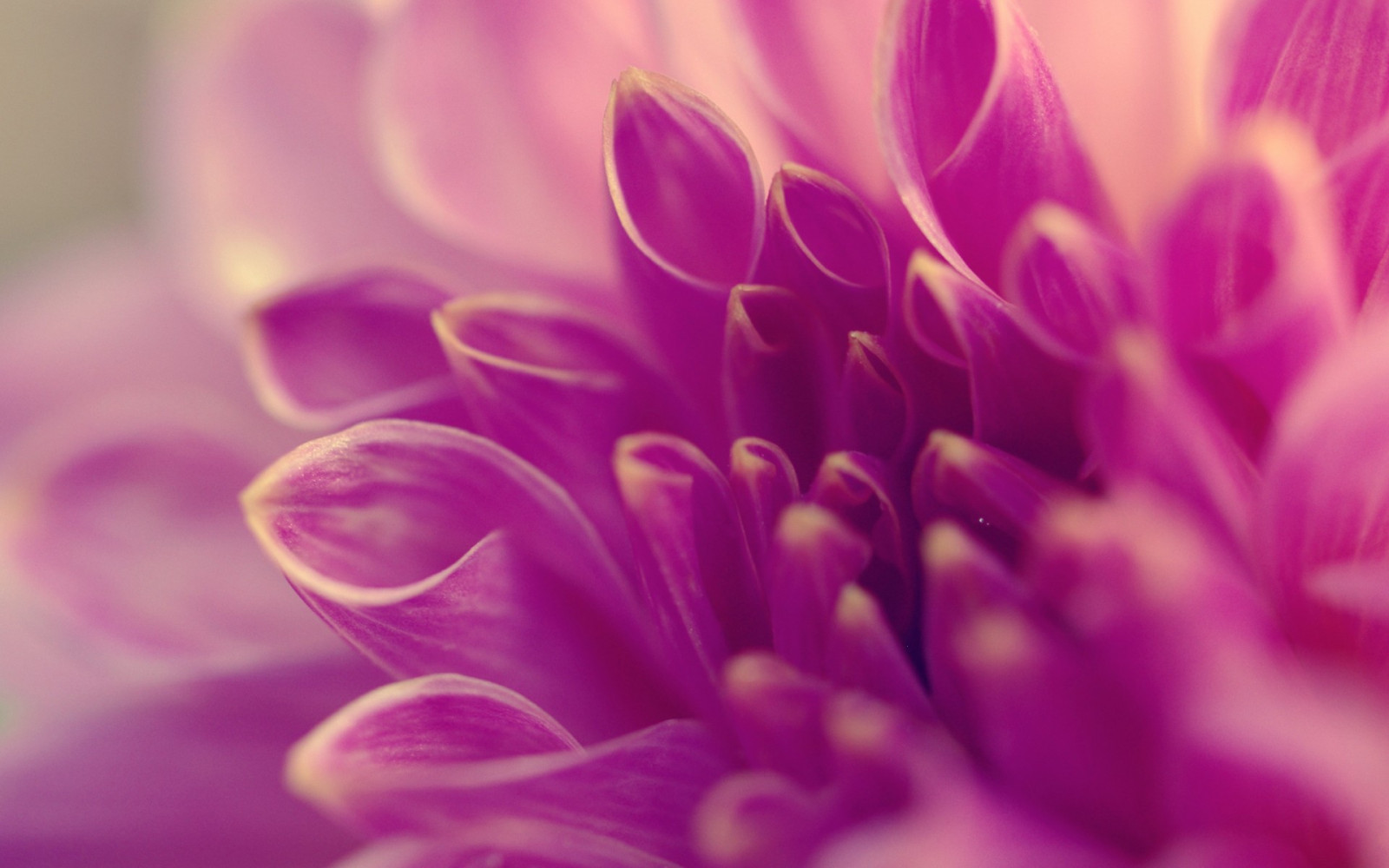 1920 x 1200 px, fleur, lilas, Macro, pétales, Tubes