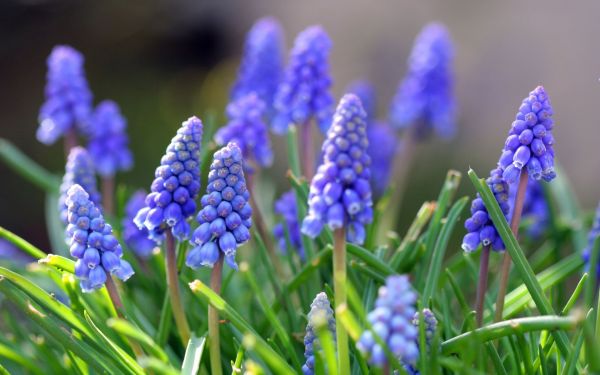 fiori,natura,erba,lavanda,primavera,le foglie