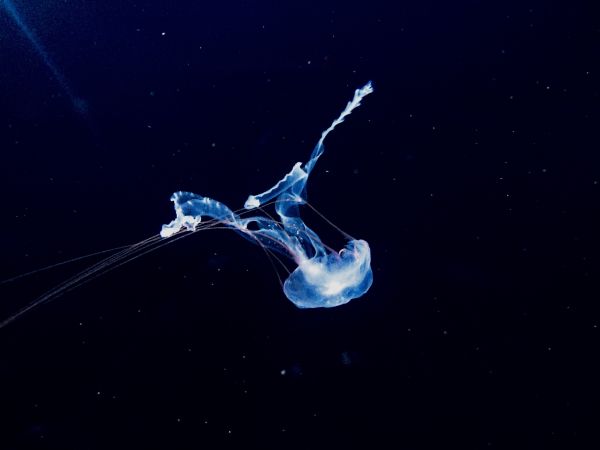 medusa,nadar,Mundo subaquático,fósforo