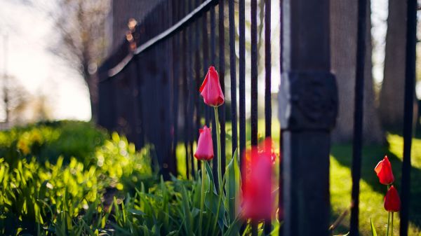 дълбочина на рязкост,розови цветя,цветя,природа,слънчева светлина,червен