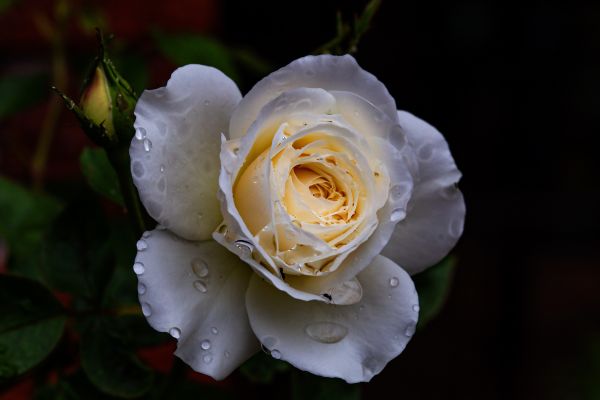 花,厂,花瓣,玫瑰,草,Hybrid tea rose