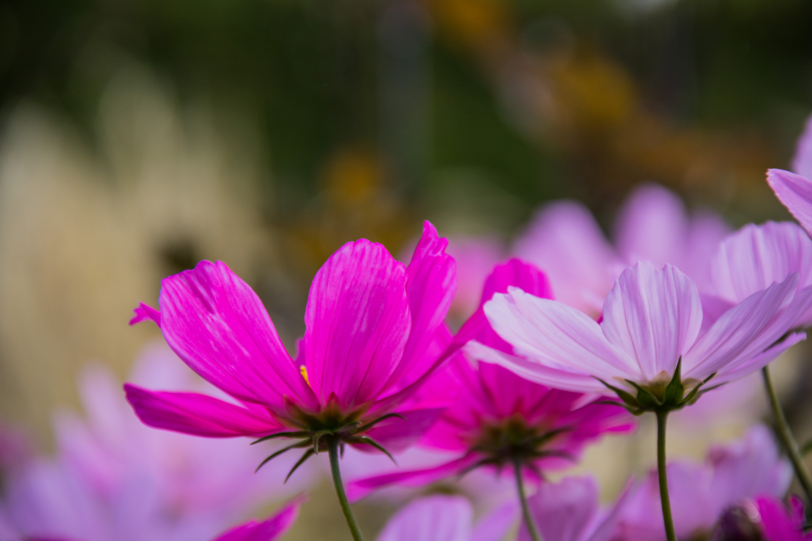 natură, inflori, roz, floare, plantă, floră, blomma, malmo, Modelul canoneos760d exif, geocountry, aparat de fotografiat face canon, geocity, model de aparat de fotografiat canoneos760d, geostate, geolocalizare, lentile exif efs18200mmf3556is, exif deschidere 56, exif focallength 200mm, exif face canon, exif isospeed 125, katrinetorp, petală, flori sălbatice, botanică, plante teren, plante cu flori, a închide, plantă anuală, macro fotografie, tulpina plantei, familie Daisy, gradina Cosmos