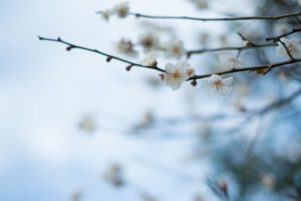 Japon,lumière du soleil,la nature,hiver,branche,neige