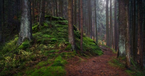 solljus,träd,landskap,skog,mörk,natur