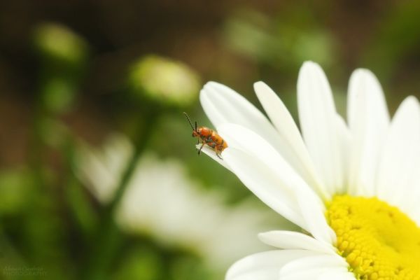 kvety, príroda, fotografovanie, makro, hmyz, zelená