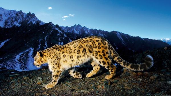 animali,natura,natura,grandi gatti,leopardo,Giaguaro