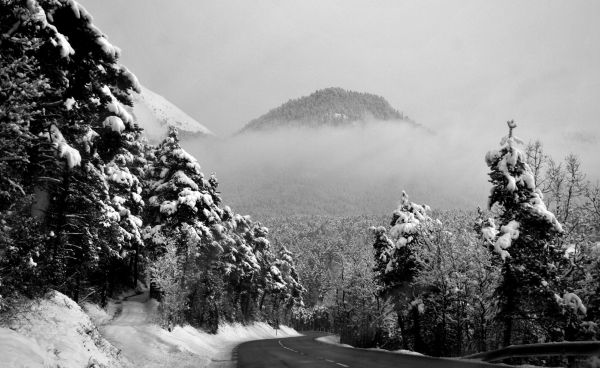 des arbres, paysage, forêt, Monochrome, Roche, blanc