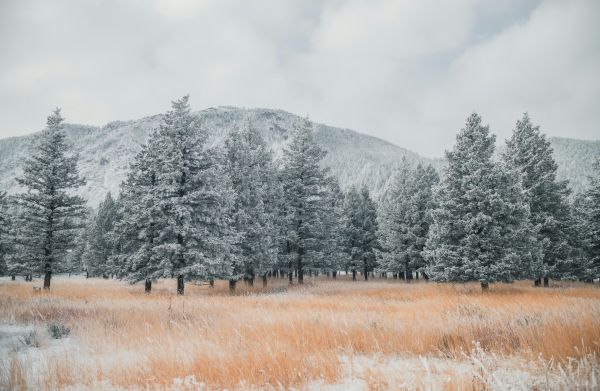 冬季,性质,景观,领域,雪,霜