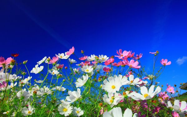 Sonnenlicht, pinke Blumen, Blumen, Natur, Himmel, bunt