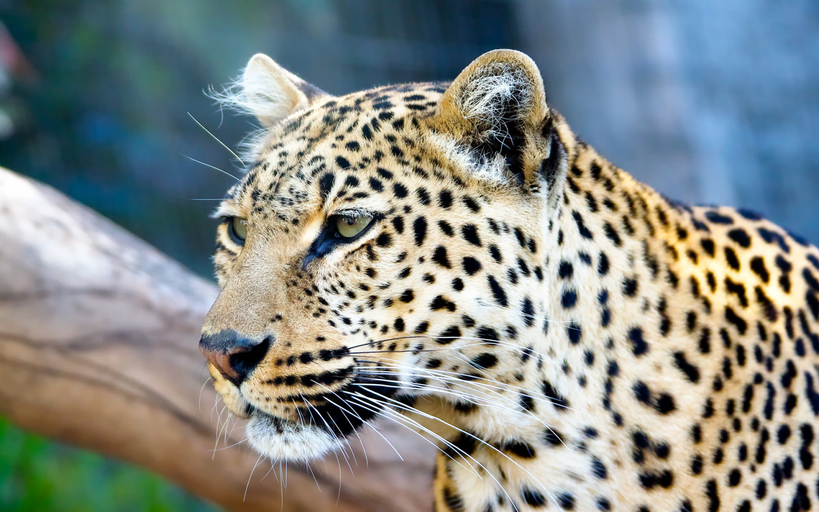 Animais, animais selvagens, Gatos grandes, Jardim zoológico, Bigodes, leopardo, Jaguar, fauna, mamífero, vertebrado, Gato como mamífero