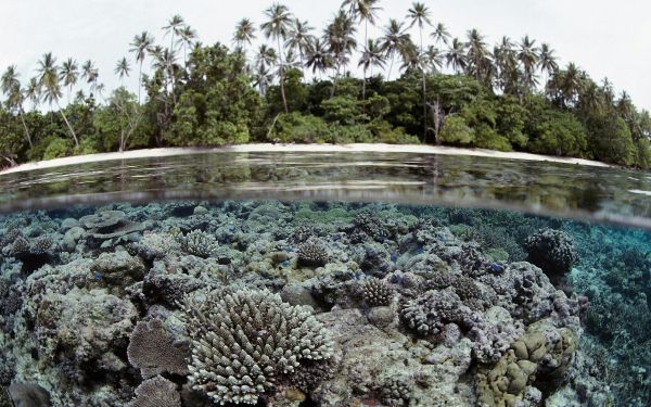 trees,rock,field,coral reef,pond,hay