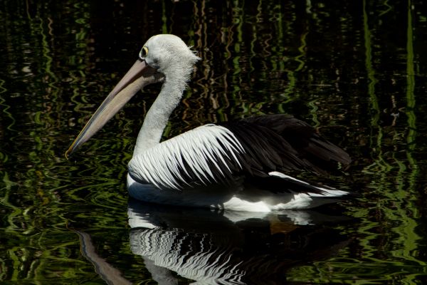 Australien,Brillenpelikan,Pelikan,pélican,australien,Australie