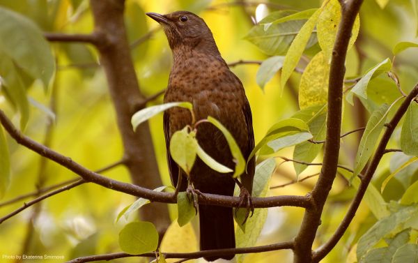 waiting,bird,branches,leaves