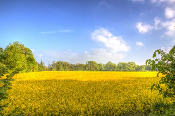 слънчева светлина,дървета,пейзаж,хълм,вода,природа