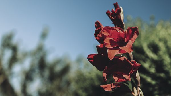 Natur,Blumen,Fotografie,draußen,rot,rote Blumen