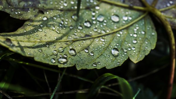 alam,tetes air,Daun-daun,makro,hijau,fotografi