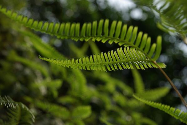 natur, makro, gren, grønn, bregner, regnskog