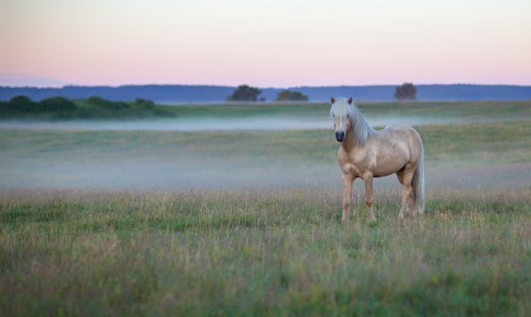 paysage,herbe,champ,cheval,ciel,Matin