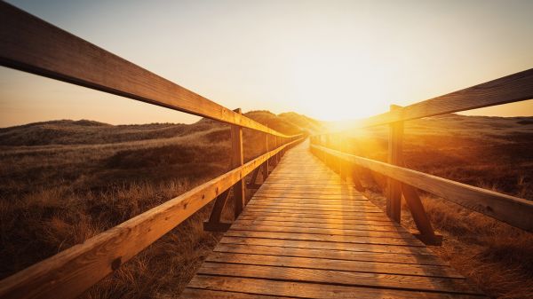 natura,erba,cielo,Sole,i raggi del sole,pavimento di legno