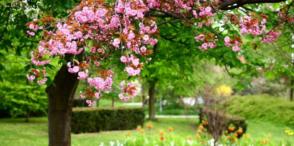 Çiçek açmak,Bahar,Sakura,Bahçe,Keskinlik