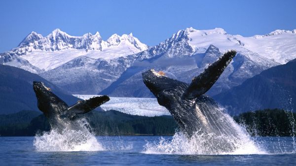 動物,鯨,ザトウクジラ,哺乳類,脊椎動物,海洋哺乳動物