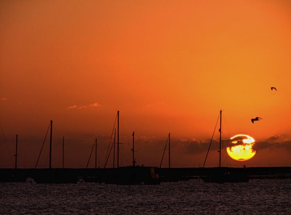 Sonnenlicht,Himmel,Vögel,Sonnenuntergang,Meer,Strand