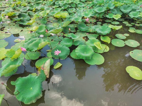 Manzara,Şehir,Drone,drone photo,Şanghay,Lotus