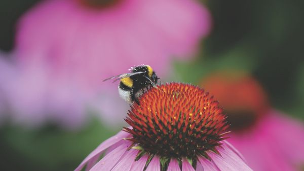 la photographie,la nature,insecte,pollen,Bourdon,abeille