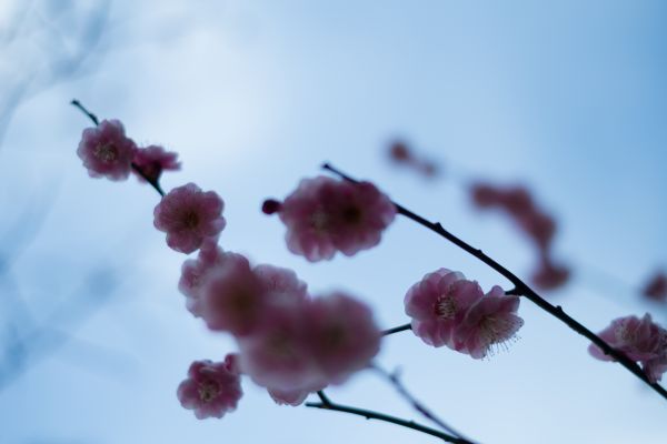 Japon,la nature,branche,ciel,hiver,gel