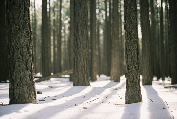 forêt, lumière du soleil, des arbres, la nature, neige, hiver