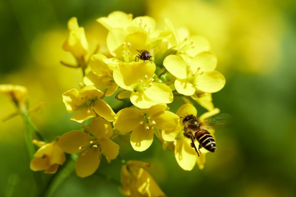 abejas,Flores