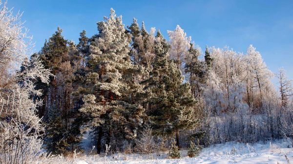 trær,landskap,skog,natur,snø,vinter