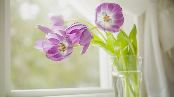 kukka,kasvi,terälehti,violetti,violetti,terrestrial plant